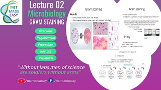 Gram Staining of Bacteria  Procedure of Gram Staining in Urdu [upl. by Mailli]