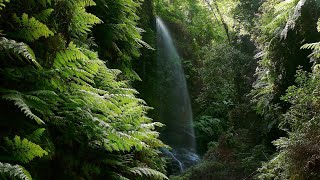 Waterfall ASMR The Most Relaxing White Noise for Sleep Study and Relaxation [upl. by Nelle448]