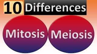 Difference between Mitosis and Meiosis [upl. by Ehtnax874]