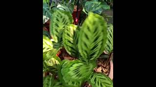 Calathea latest variety bismishanavas vlogs trendingshorts world of plants malayalam [upl. by Oirromed959]