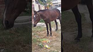 Horse Ride 🙉🙉 hobbledown Hounslow shorts viralshorts ytshorts fyp themepark amusementpark [upl. by Kumler]