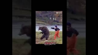 Bear Vs a Man memes funny foryouyoutubecapcuttrend combat [upl. by Carmencita247]