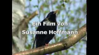 Trailer zur DVD quotDie Vogelwelt in Gärten und Parksquot von Susanne Hoffmann [upl. by Nostaw316]