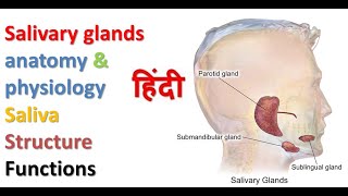 salivary glands anatomy amp physiology in hindi  structure  functions  sliva and its composition [upl. by Charley25]