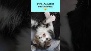 5 Fakten über Katzen 😻  SWR Plus shorts katze [upl. by Sammer]