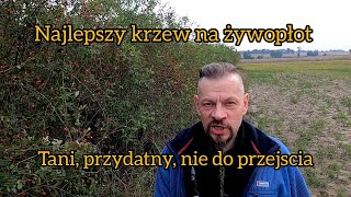 Jakie rośliny na żywopłot  najlepsza jest dzika róża [upl. by Elimay]