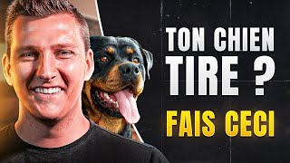 Ton Chien TIRE en laisse  Essayez cette méthode facile [upl. by Esyned959]