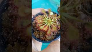 Bahas drosera capillaris burmanni dan dll drosera [upl. by Peter]