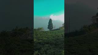 kurseong darjeeling eagles crag trending viralvideo travelvlog travel tracking hills [upl. by Kiley]