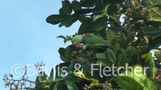 Alexandrine parakeet Sri Lanka 20110208080500mp4 [upl. by Kippy]