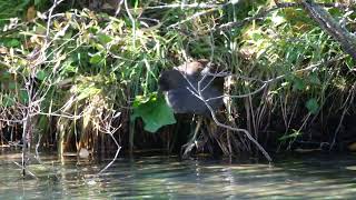 Entretien du plumage pour la Gallinule pouledeau juvénille  Gallinula chloropus [upl. by Nitsirk]