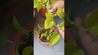 neonpothos howtogrow bushier pothos pothosplant shortvideo [upl. by Sisco]