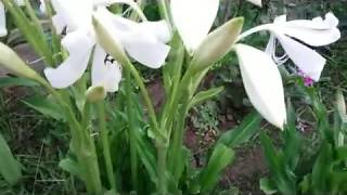 Lily Flower  Lilium candidum the Madonna lily Bunga Bakung [upl. by Enilav]