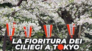 Lo spettacolo della FIORITURA DEI CILIEGI A TOKYO [upl. by Nosyerg]