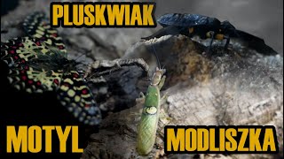 Modliszka oczkowa Pluskwiaki dwuplame Motyl i skakun  Paludarium wielogatunkowe 18 [upl. by Wichern]