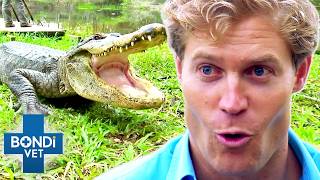 Brave Vet Stitches Up HUGE Gators Wounds 😱 Bondi Vet To The Rescue [upl. by Sukcirdor]