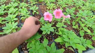 High Tech Nursery at CEV Dindigul Tamilnadu Seedlings Production Vid1 [upl. by Abott259]