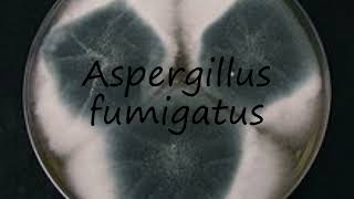 How to pronounce Aspergillus fumigatus in English [upl. by Atled]