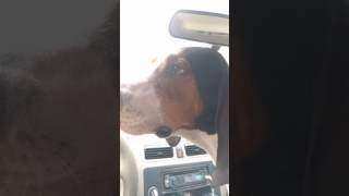 Treeing Walker Coonhound Jax Going For a Ride to get More Food from WalMart [upl. by Qahsi]