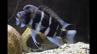 What to Feed Frontosa Cichlids [upl. by Ahsitan]