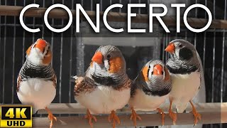 Zebra Finch  Four Great Composers 🌞 Sun Concert Singing [upl. by Adirem]