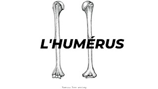 LHUMERUS [upl. by Yknip]