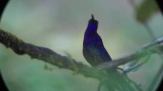 Violet Sabrewing Honduras [upl. by Neelrad]