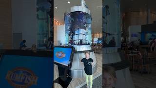 Tanked Fish Tank at Tampa Airport [upl. by Gerda]