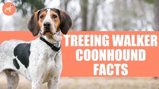 Treeing Walker Coonhound Top 10 Unbelievable Facts [upl. by Drawyeh265]