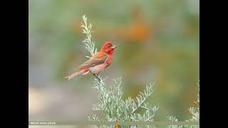 Песня обыкновенной чечевицы Carpodacus erythrinus [upl. by Hgielac519]