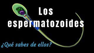 ¿Qué sabes de los espermatozoides [upl. by Alia]