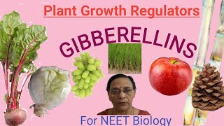 Plant Growth Regulators  Gibberellins [upl. by Elolcin]