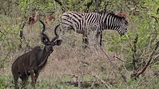 On An Africa Safari Drive Kudu Zebra and Impala [upl. by Wennerholn815]