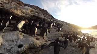 Caídas de Pingüinos Graciosas en National Geographic Channel [upl. by Enilegna]