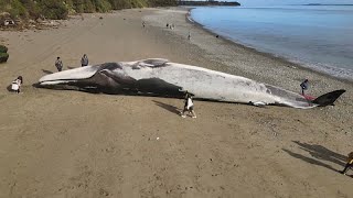 Une énorme baleine bleue séchoue sur une plage du sud du Chili [upl. by Rutledge]