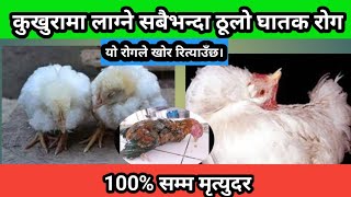 कुखुरामा लाग्ने सबैभन्दा ठूलो घातक रोग  poultry diseases ranikhet gumboro treatment [upl. by Yremrej]