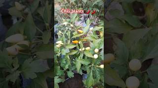 Growing to chilli 🌶 plants ytshorts garden shortsfeed shortvideo [upl. by Atteynot]