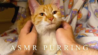 POV you are petting a cat 【ASMR PURRING】 [upl. by Chevy768]