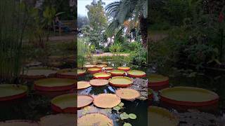 Giardino botanico Mentone Francia travel foryou viaggi gardenbotanical france turismo франция [upl. by Noby]