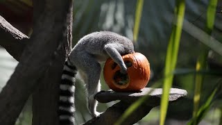 Animais do zoológico na Guatemala quotcomemoramquot o Halloween [upl. by Jurdi]