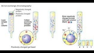 Protein Purification Techniques [upl. by Abrahamsen]