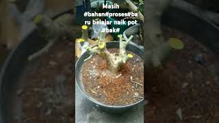 Bahan bonsai Desmodium saeng simbur micro [upl. by Nehgaem]