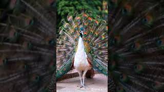 quotPeacock Wonders Natures Colorful Displayquot [upl. by Kristen]