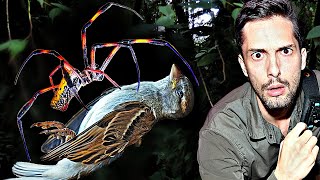 Riesige DschungelSpinne fängt Vögel Gefährlich für uns [upl. by Ettennahs]