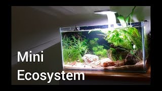 Aquarium Ecosystem Episode 1 The Setup [upl. by Domenech]