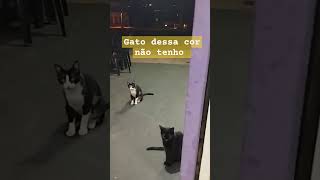 youtubeshorts youtuber gatos vicky shortsviral humor pets [upl. by Ledairam542]