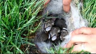 Baby Bunnies Found in Grass  Baby Bunnies  Bunny Nest [upl. by Frederik]