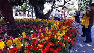 Skagit Valley Tulip Festival 2018 [upl. by Adrahc]