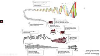 Chromatin Structure [upl. by Tnomal]