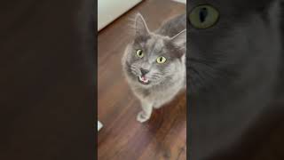 fyp ytshorts catvideos nebelung catinfluencer [upl. by Aitan]